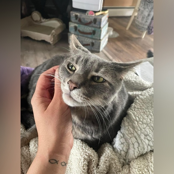 Meet your Posher, Elizabeth - Picture 8 of 14